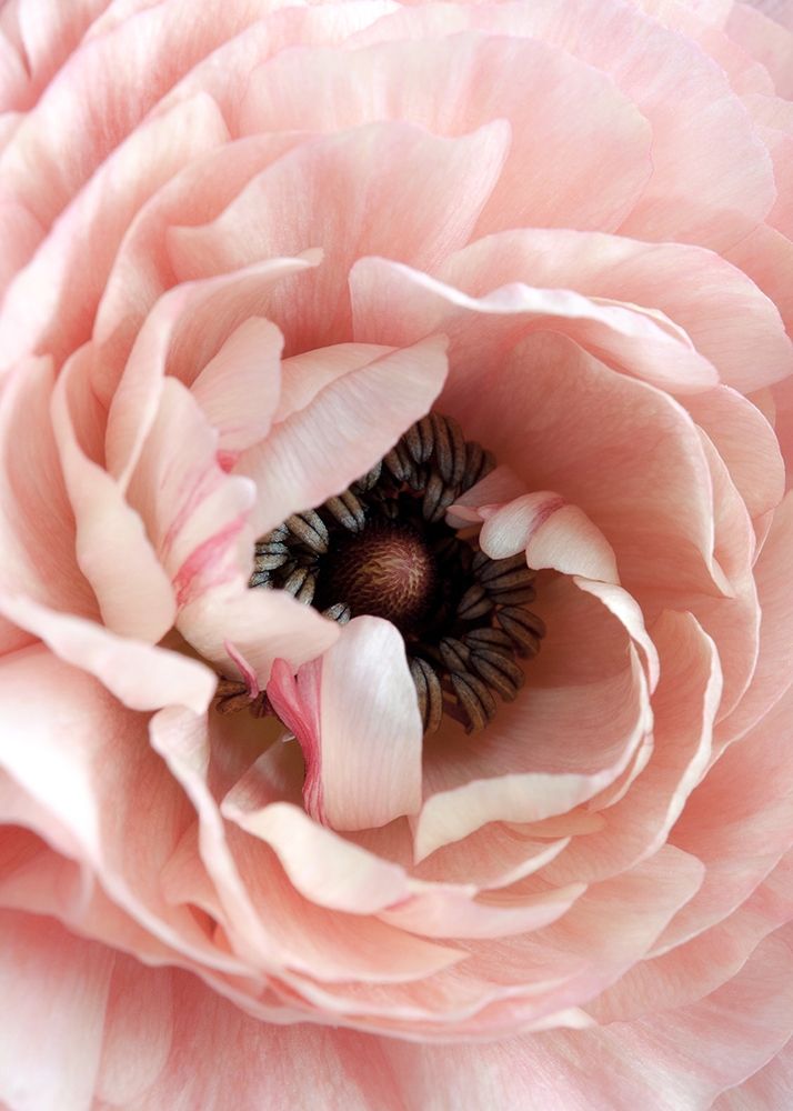 Flower art print by Design Fabrikken for $57.95 CAD