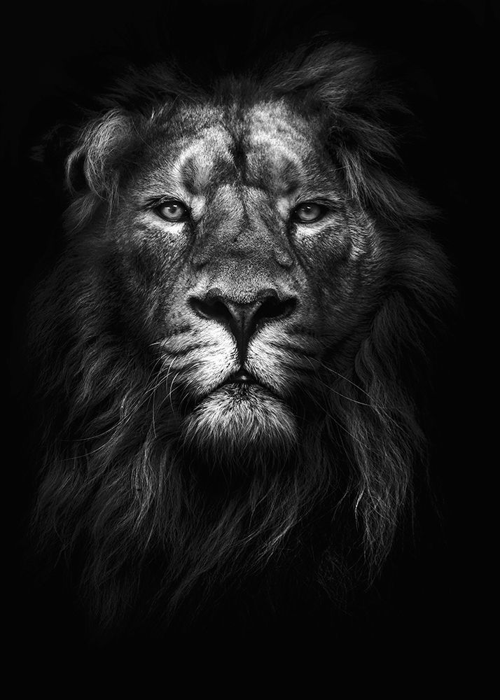 King of Kings art print by Design Fabrikken for $57.95 CAD