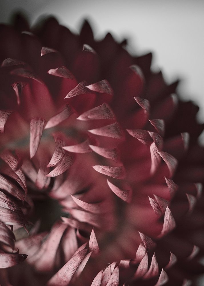 Dahlia art print by Design Fabrikken for $57.95 CAD