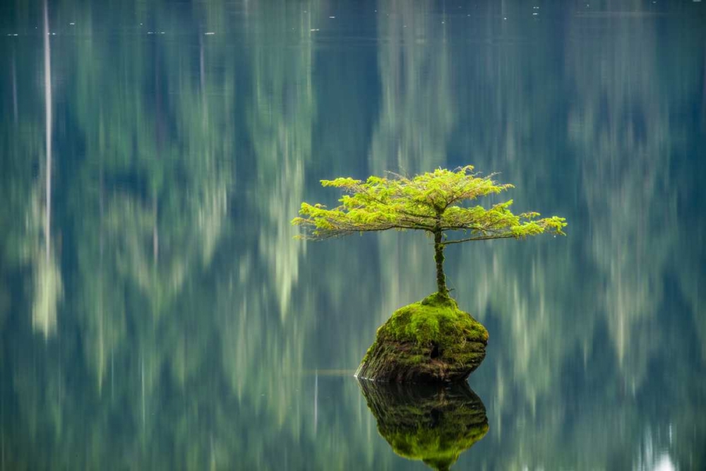 Fairy Lake Bonsai art print by Tim Oldford for $57.95 CAD