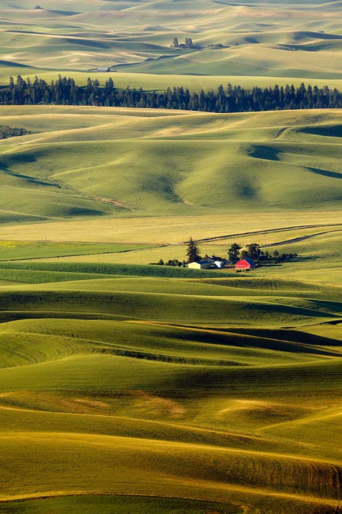 Palouse #27 art print by Dale ODell for $57.95 CAD