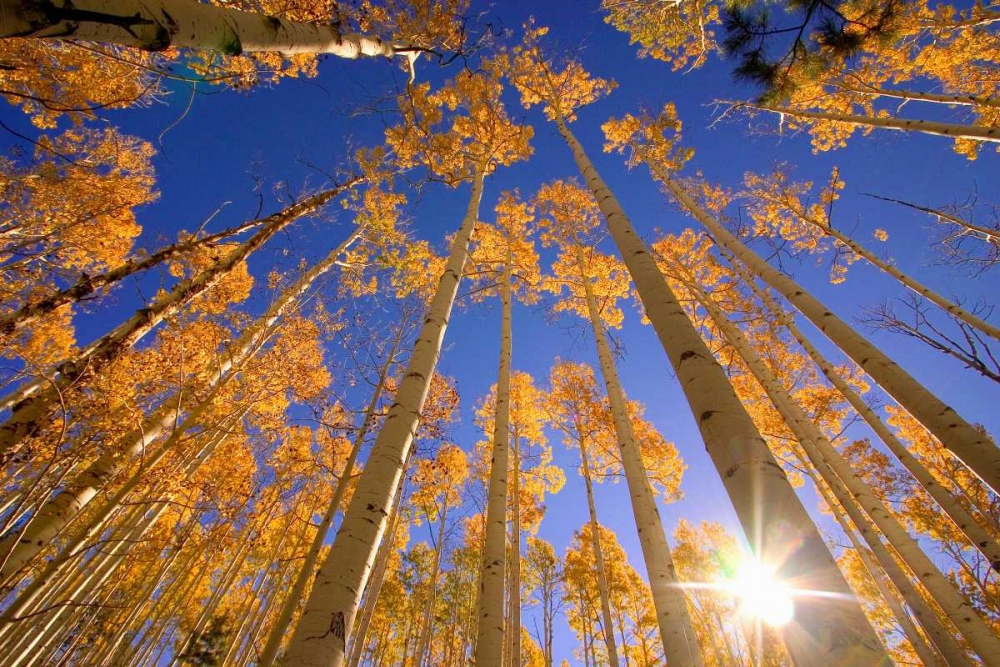 Winter Aspens art print by Dale ODell for $57.95 CAD