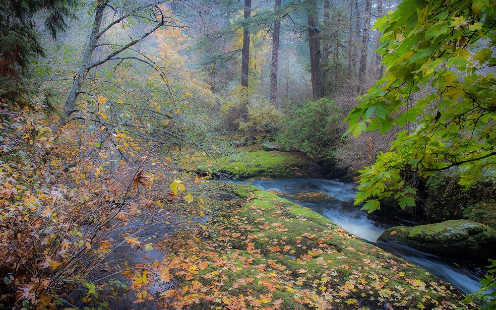 Snow in Fall art print by Tim Oldford for $57.95 CAD