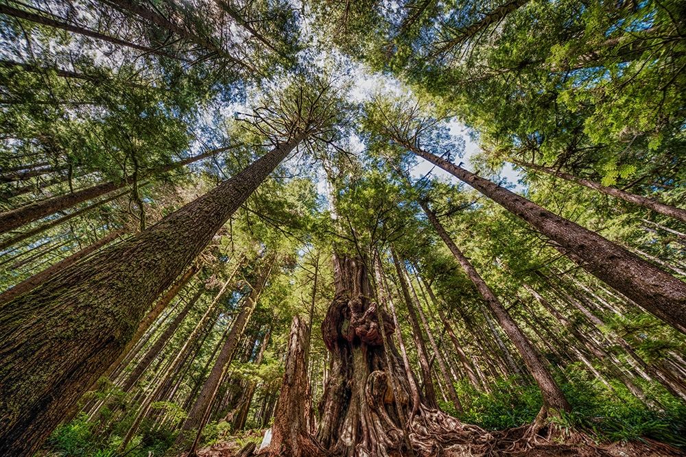 Avatar Grove Canopy art print by Tim Oldford for $57.95 CAD