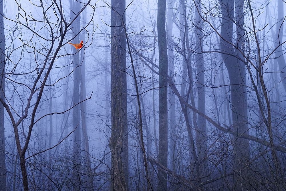 Red Cardinal in a Blue Forest art print by Dale ODell for $57.95 CAD