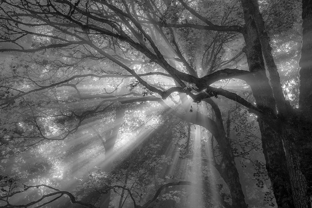 Forest Fog art print by Tim Oldford for $57.95 CAD