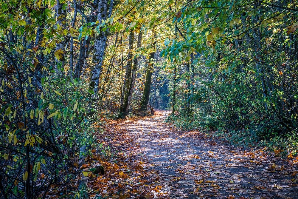 Fall Colours art print by Tim Oldford for $57.95 CAD