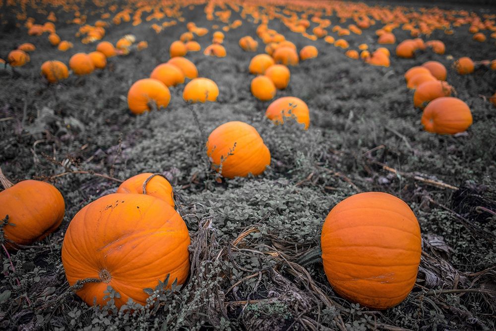 Sea of Pumpkins art print by Tim Oldford for $57.95 CAD