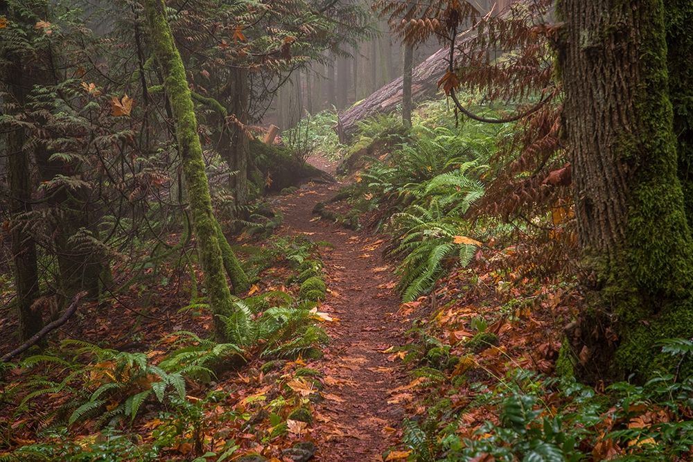 Forest Stroll art print by Tim Oldford for $57.95 CAD
