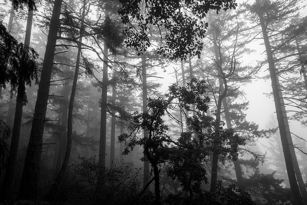 Misty Forest art print by Tim Oldford for $57.95 CAD
