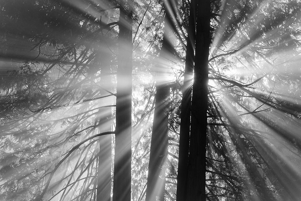 Rays art print by Tim Oldford for $57.95 CAD