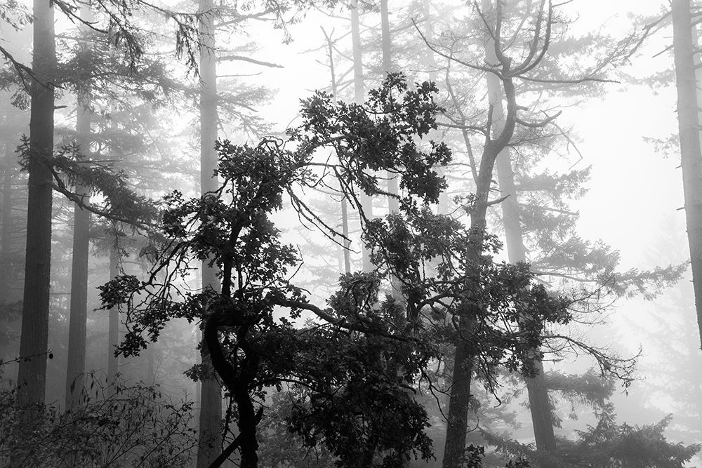 Foggy Trees art print by Tim Oldford for $57.95 CAD