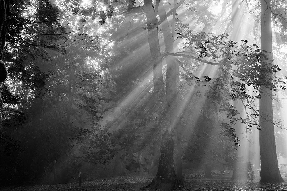 In a Haze art print by Tim Oldford for $57.95 CAD