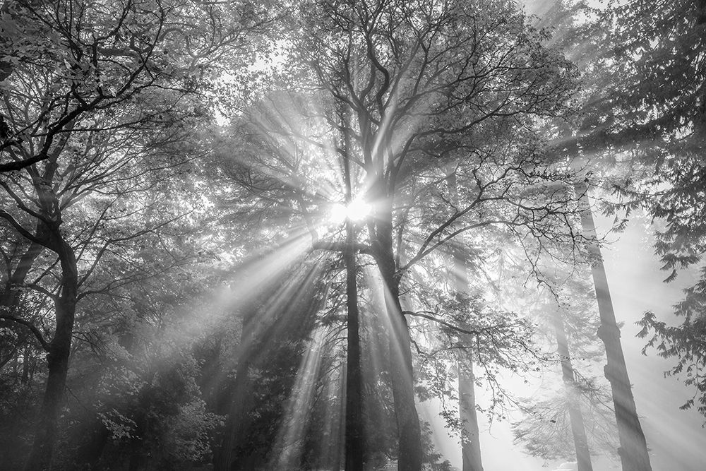 The Trees Have Eyes art print by Tim Oldford for $57.95 CAD