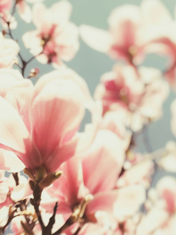Paris Petals 1 art print by Carina Okula for $57.95 CAD