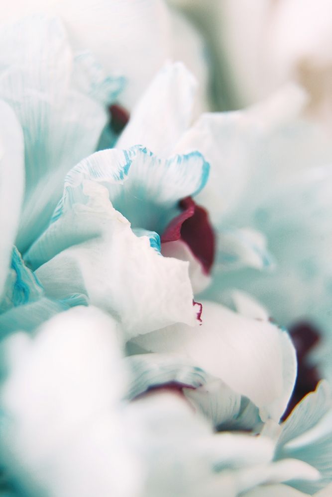 Paris Petals 2 art print by Carina Okula for $57.95 CAD
