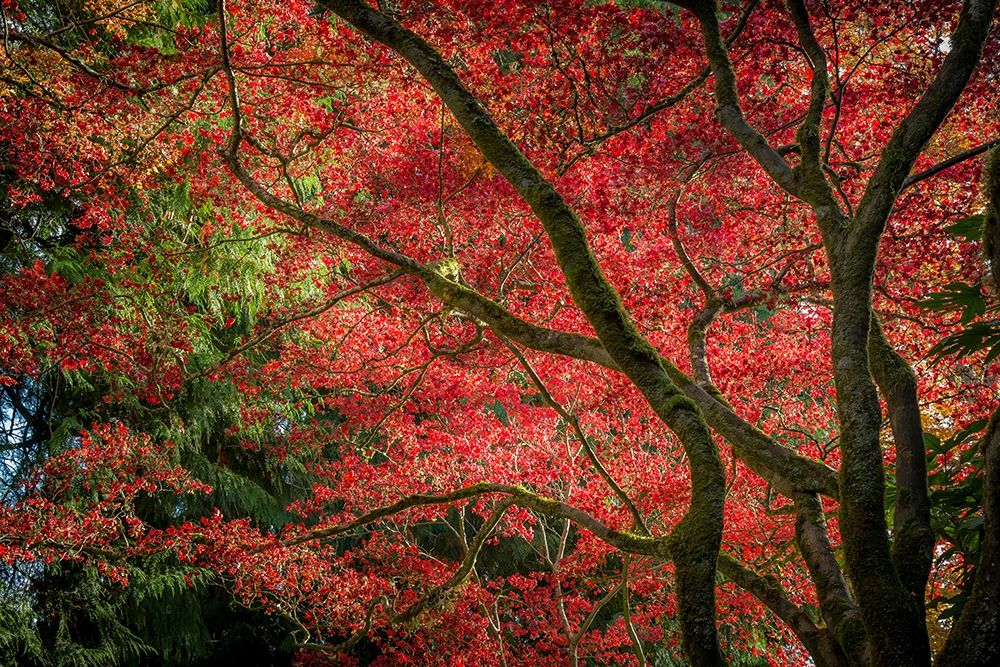 Autumn Beauty art print by Tim Oldford for $57.95 CAD