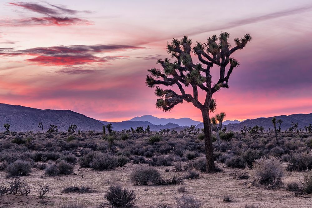 Joshua Sunset art print by Darrell OSullivan for $57.95 CAD