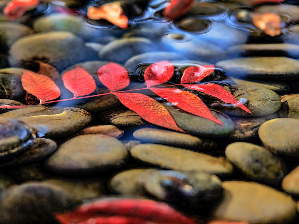 Leaves in Water art print by Darrell OSullivan for $57.95 CAD