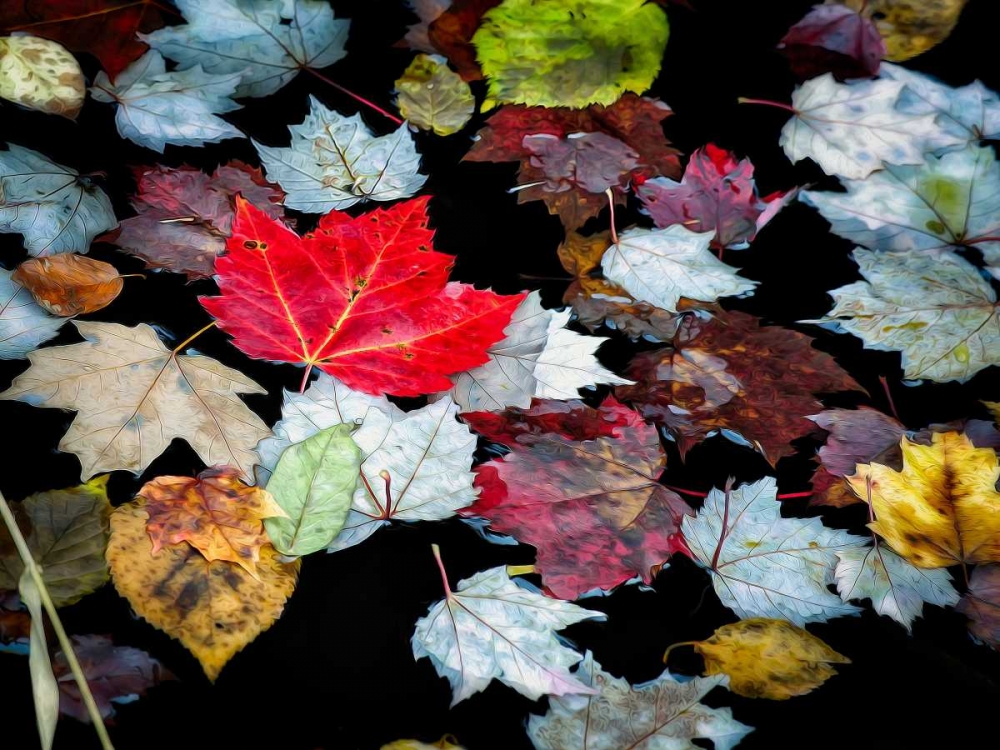 Autumn Leaves art print by David W. Pollard for $57.95 CAD