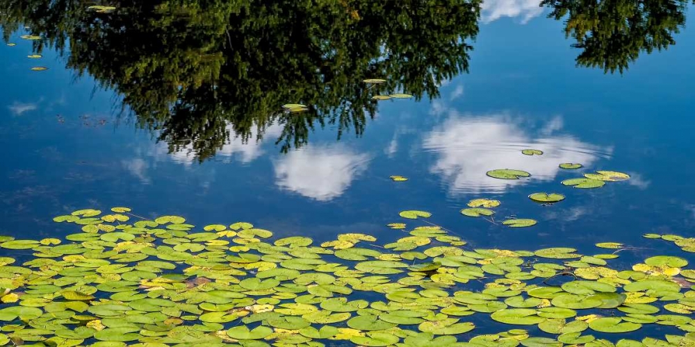 Water Lilies and Reflection art print by David W. Pollard for $57.95 CAD