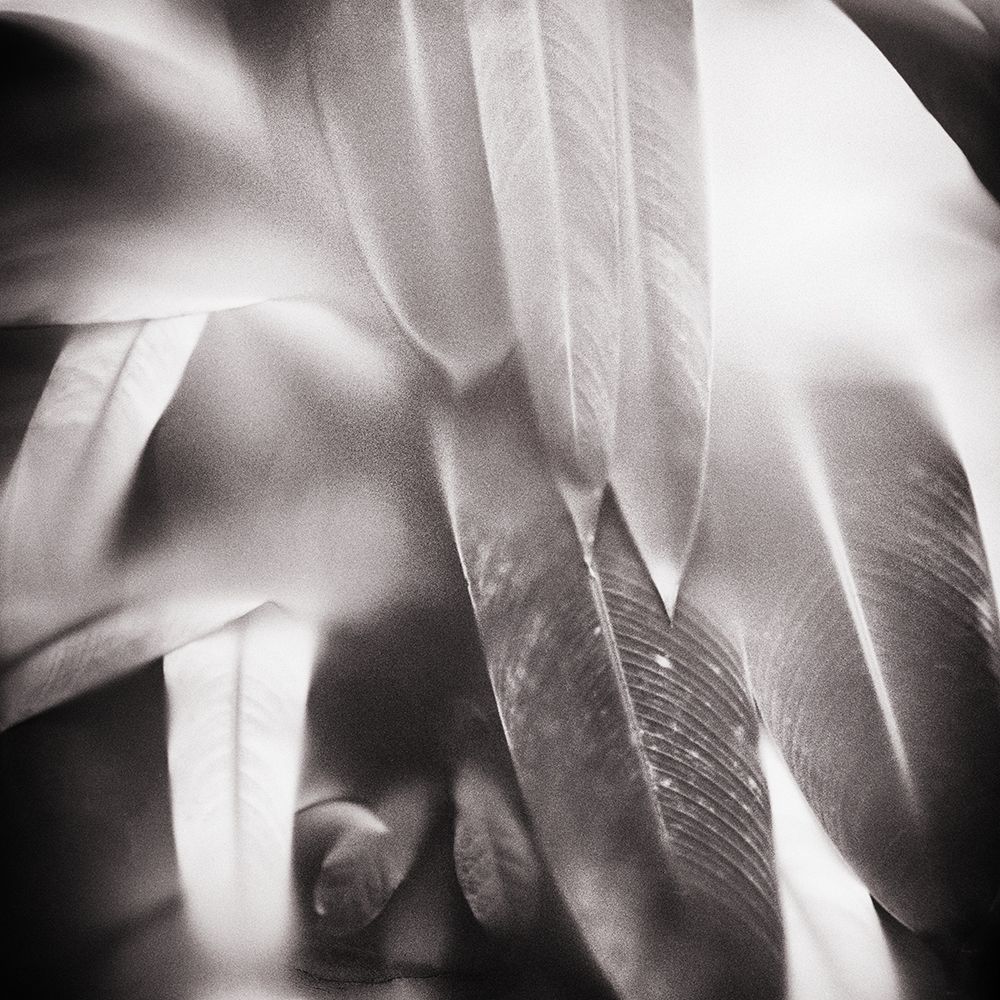 Evergreen No. 4 art print by Sven Pfrommer for $57.95 CAD
