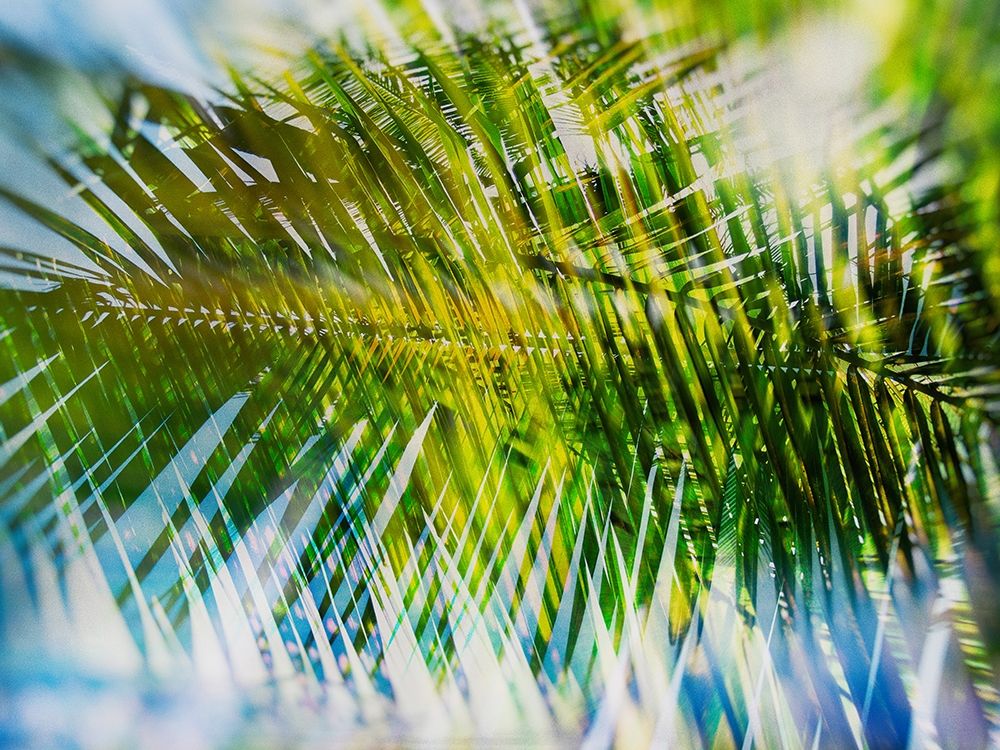 Evergreen No. 9 art print by Sven Pfrommer for $57.95 CAD