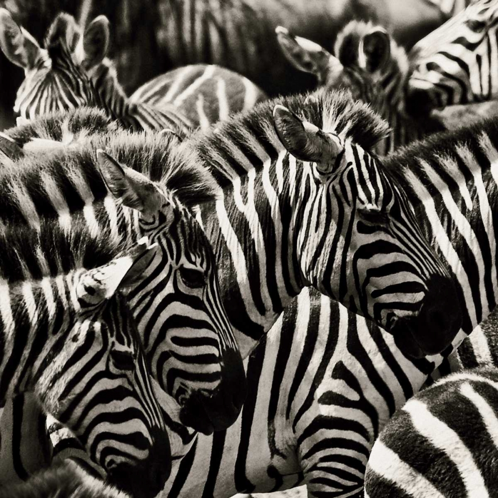 Camouflage II art print by Susann Parker for $57.95 CAD