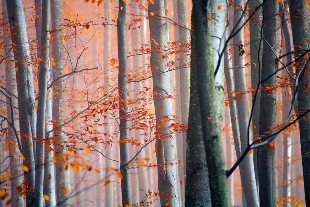 Autumn Woods art print by PhotoINC Studio for $57.95 CAD