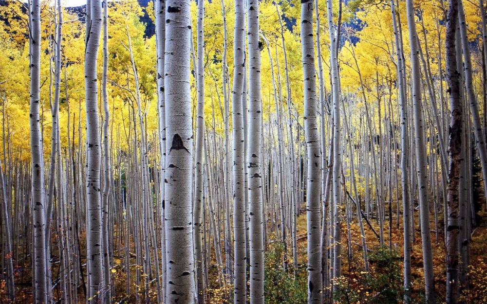 Birch Woods art print by PhotoINC Studio for $57.95 CAD