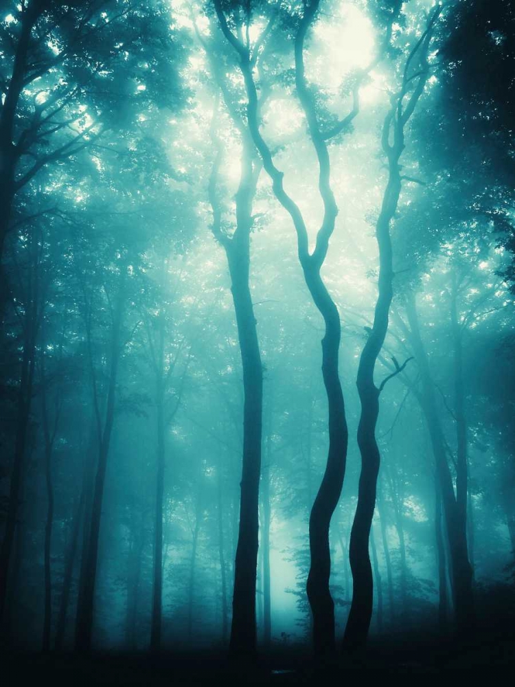 Blue Light Woods art print by PhotoINC Studio for $57.95 CAD