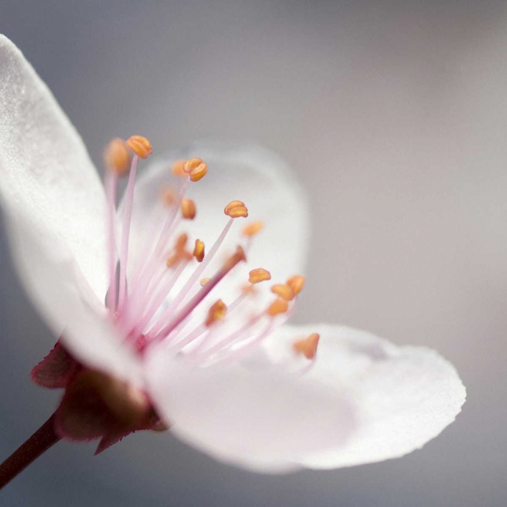 Cherry Flower 1 art print by PhotoINC Studio for $57.95 CAD