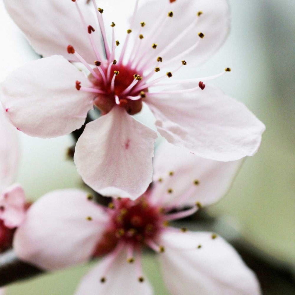 Cherry Flower 2 art print by PhotoINC Studio for $57.95 CAD