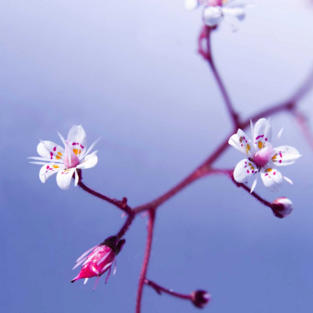Cherry Flower 3 art print by PhotoINC Studio for $57.95 CAD