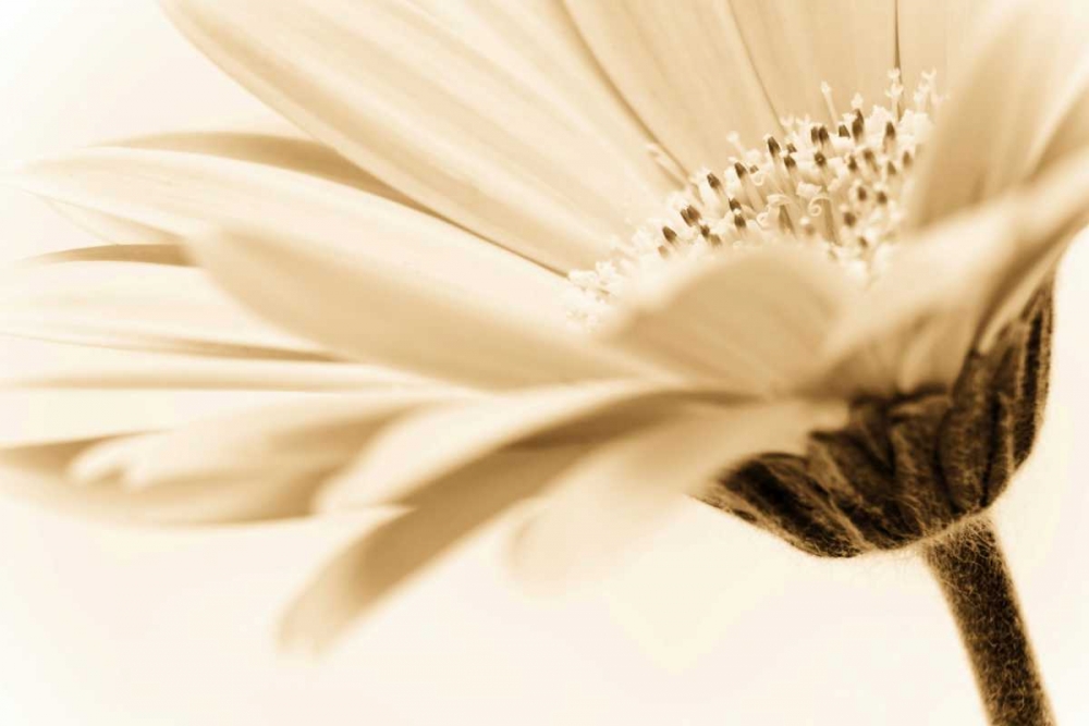 Daisy art print by PhotoINC Studio for $57.95 CAD