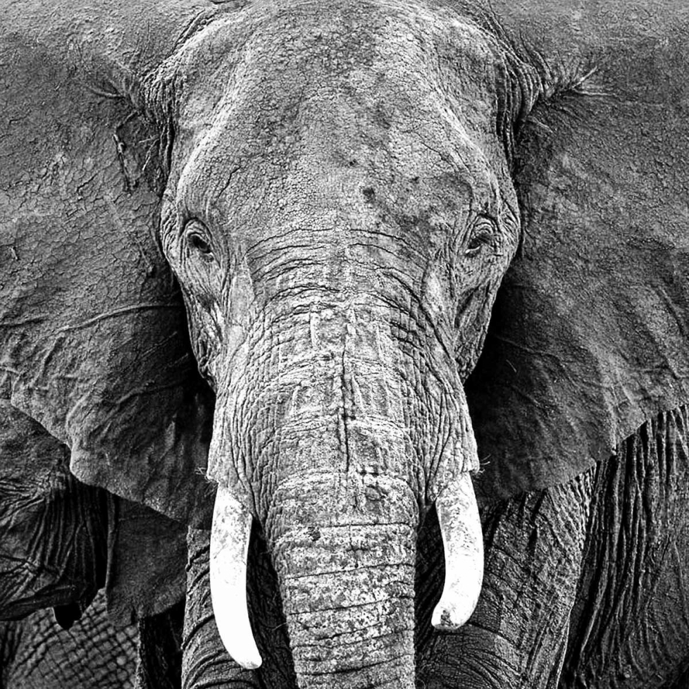 Elephant art print by PhotoINC Studio for $57.95 CAD