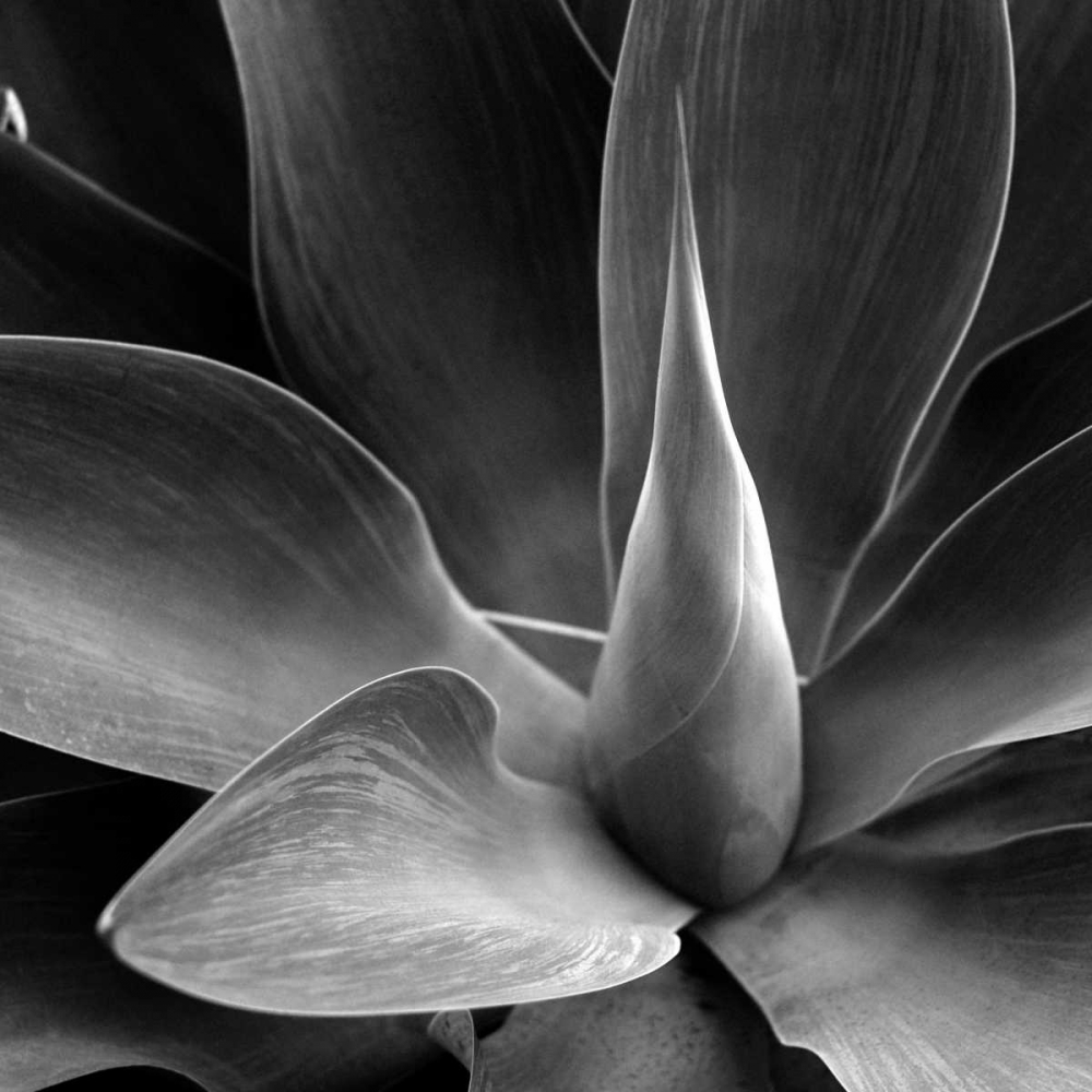 Flower art print by PhotoINC Studio for $57.95 CAD