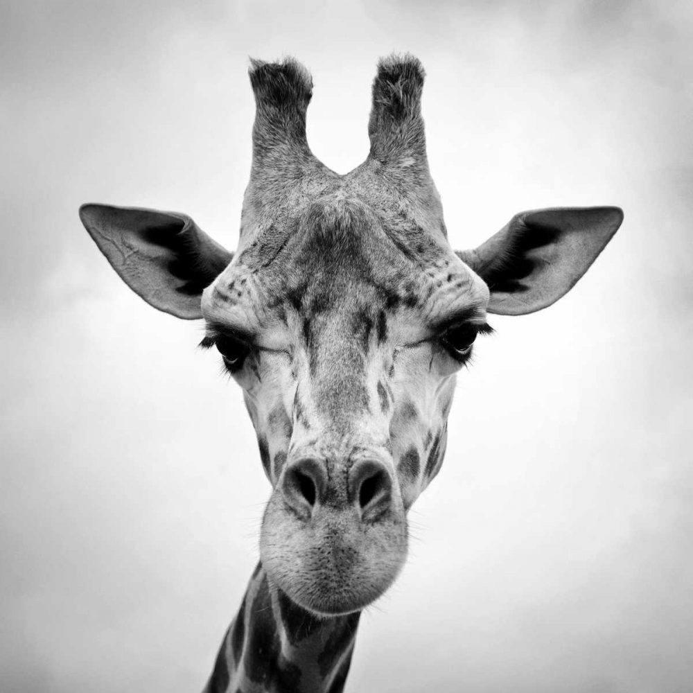 Giraffe art print by PhotoINC Studio for $57.95 CAD