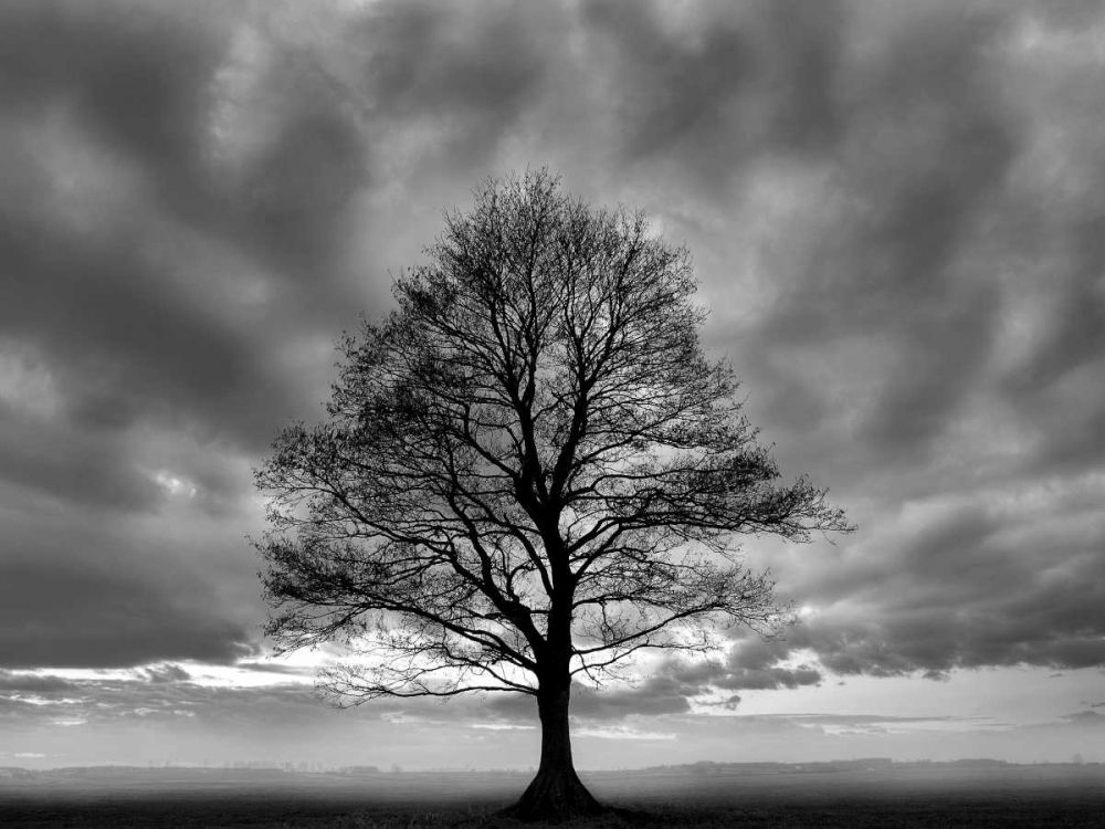 Great Tree art print by PhotoINC Studio for $57.95 CAD