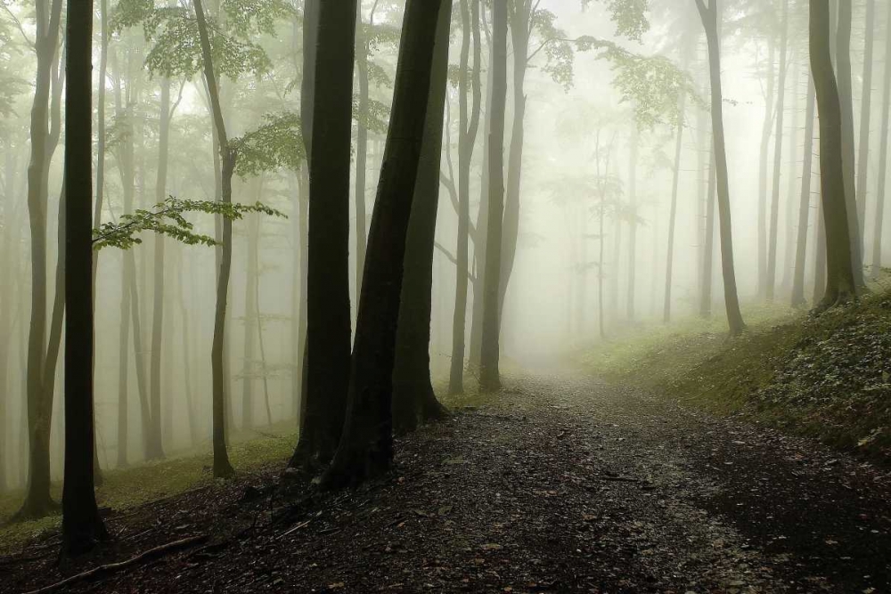 Green Woods 1 art print by PhotoINC Studio for $57.95 CAD