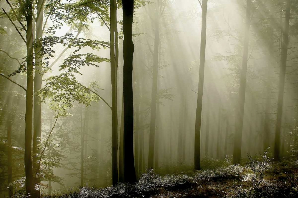 Green Woods 2 art print by PhotoINC Studio for $57.95 CAD