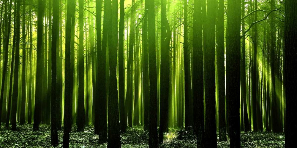 Green Woods 3 art print by PhotoINC Studio for $57.95 CAD