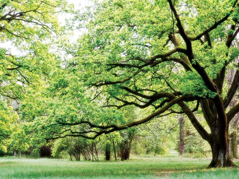 Green Woods 4 art print by PhotoINC Studio for $57.95 CAD