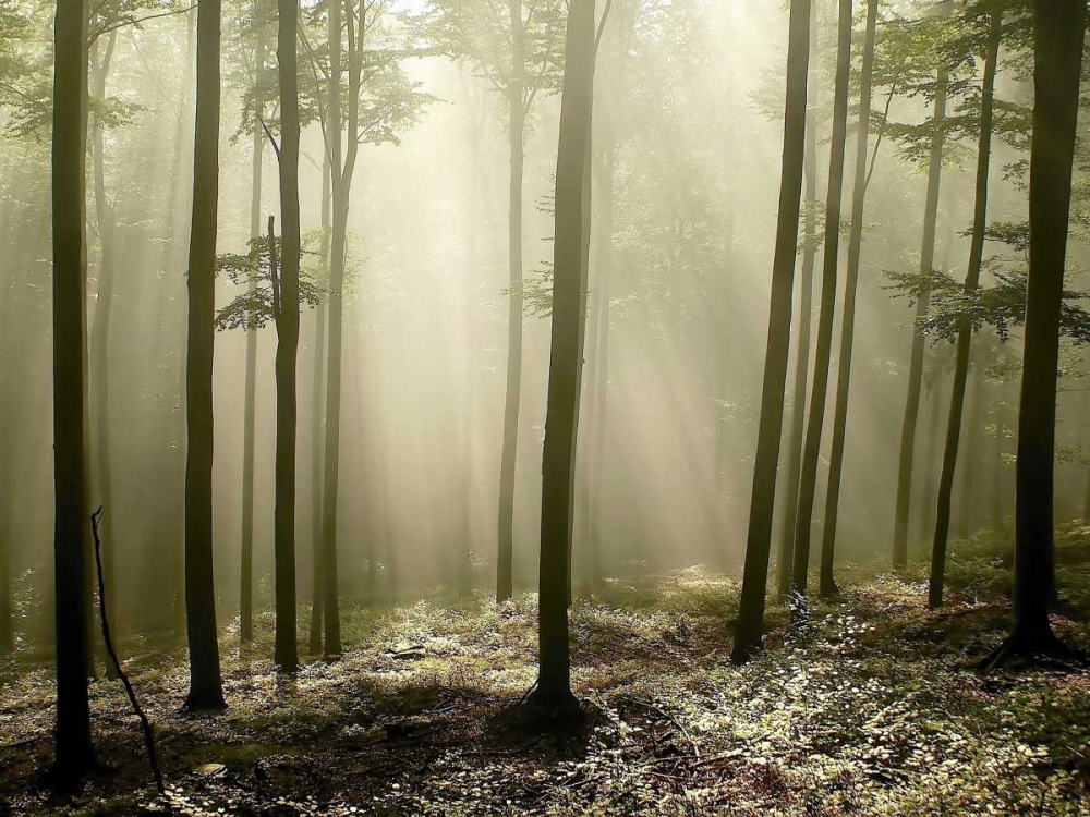 Green Works art print by PhotoINC Studio for $57.95 CAD