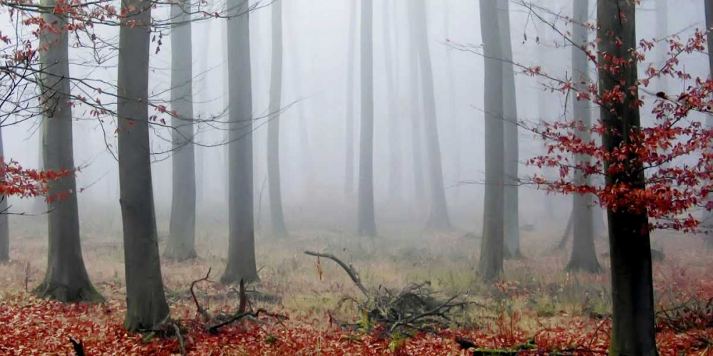 Misty Woods art print by PhotoINC Studio for $57.95 CAD