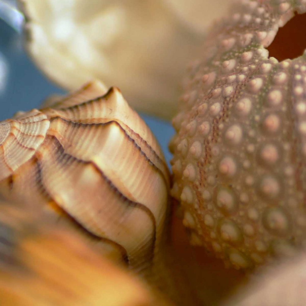 Shells 1 art print by PhotoINC Studio for $57.95 CAD