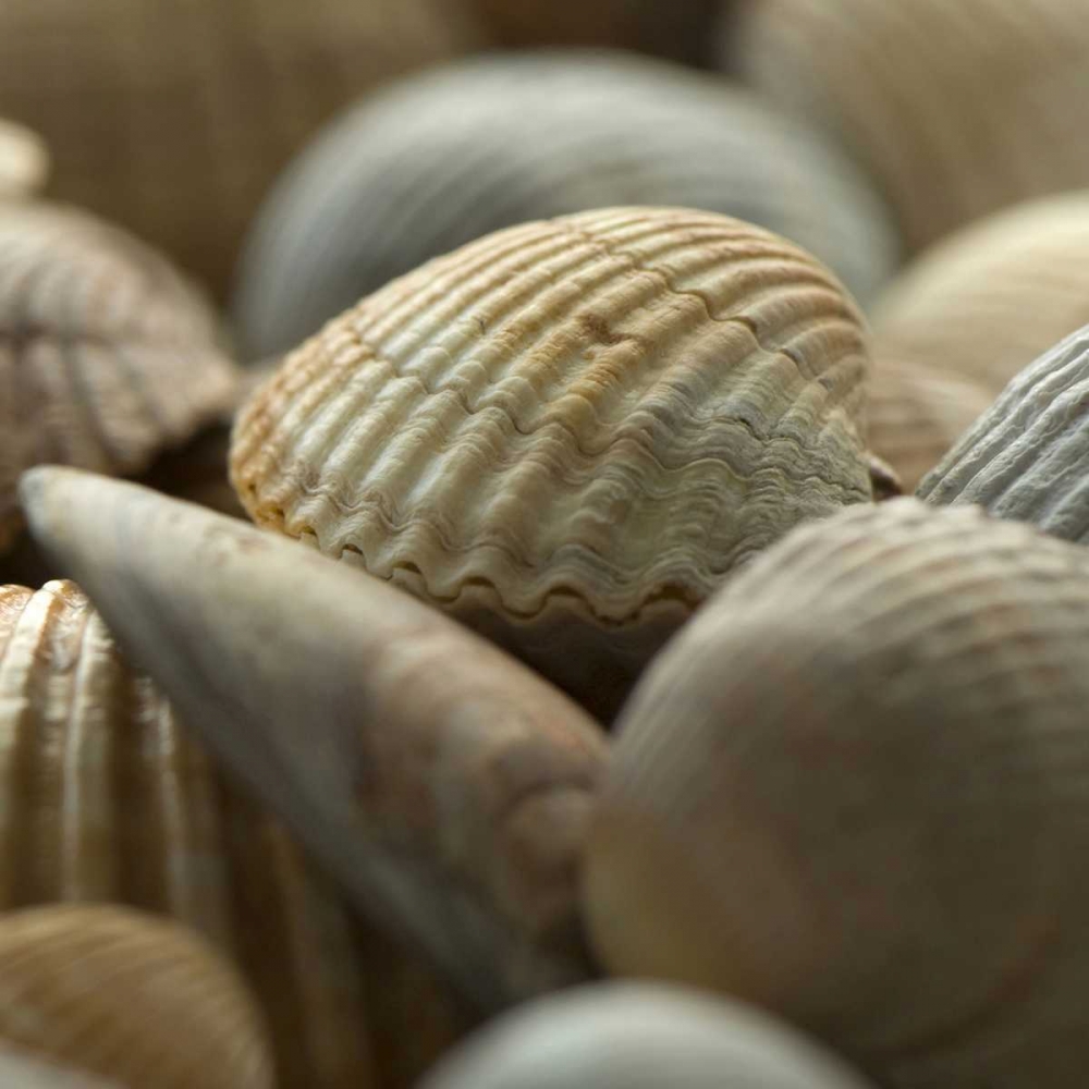 Shells 2 art print by PhotoINC Studio for $57.95 CAD