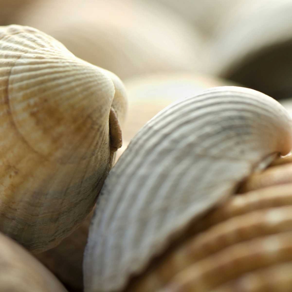 Shells 4 art print by PhotoINC Studio for $57.95 CAD