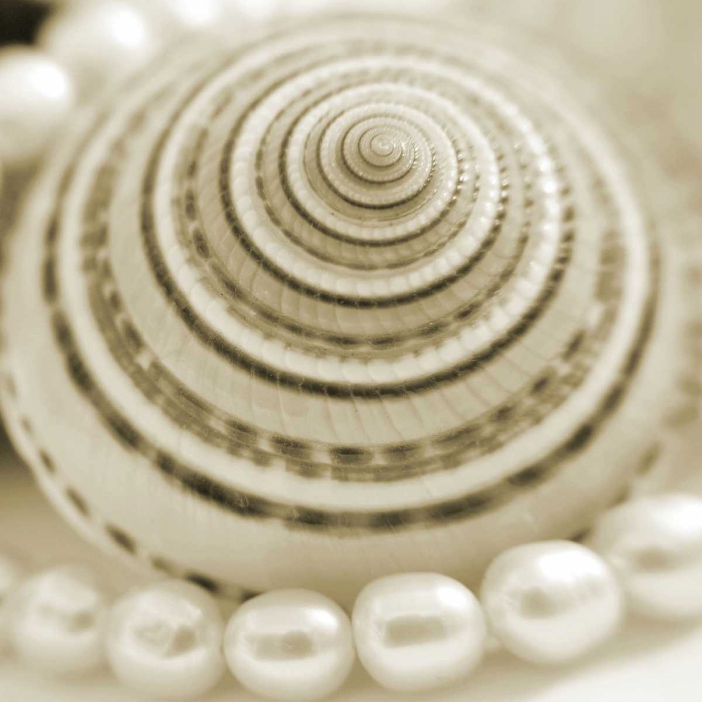 Shells and Pearls 1 art print by PhotoINC Studio for $57.95 CAD