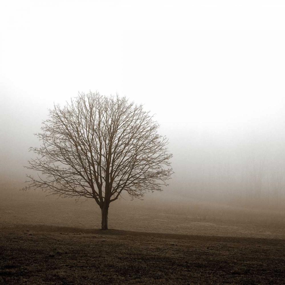 Tree in Mist 1 art print by PhotoINC Studio for $57.95 CAD